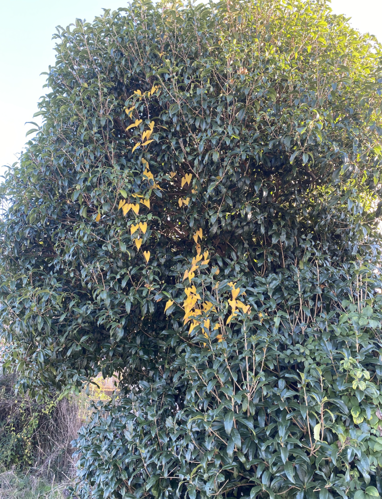 ハートの黄色い葉っぱの木